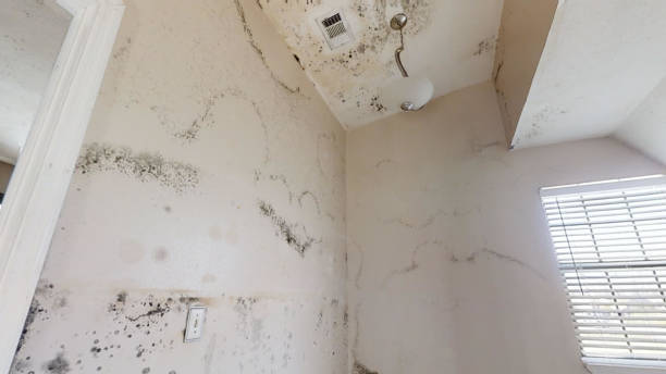 Best Mold-Related Health Consultation  in Madison Park, NJ